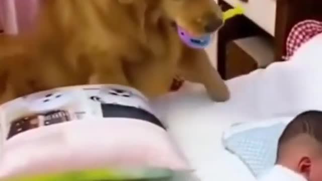 Cute Dog