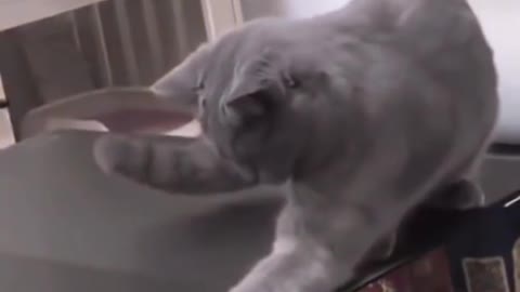 Funny video 😆😆cat#shorts #tiktok #funnyuz #cat #full cat funny video 🤣🤣#virl