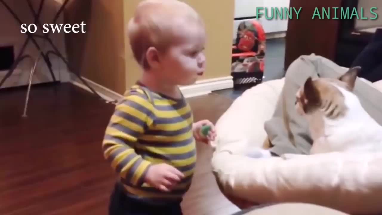 Funny Dogs Babysitting Babies Video 😂😂