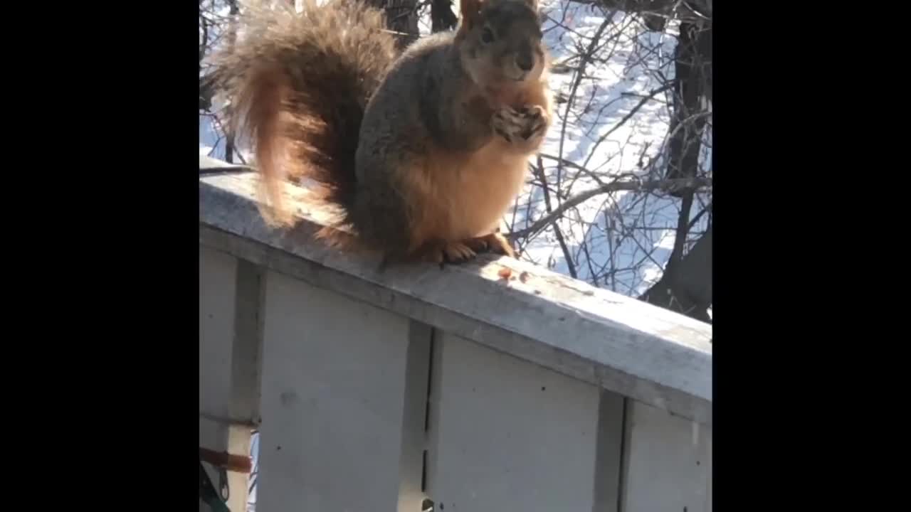 Hungry Squirrel