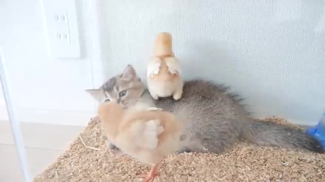Kitten Kiki didn't want to part with the chicks, so she did something unexpected