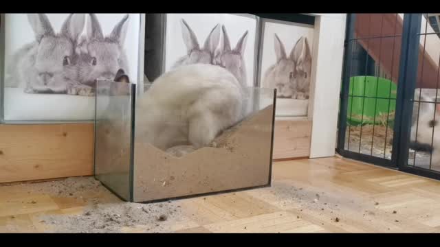 Rabbit digging is soo funnny🐇🤣🐇 must watch 🐣