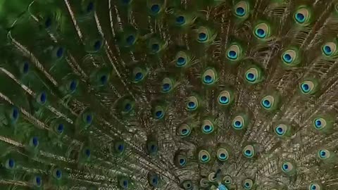 Dancing Peacock"