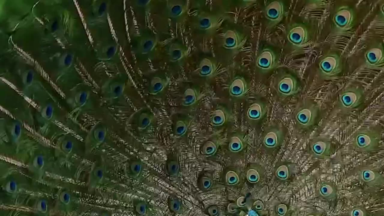 Dancing Peacock"