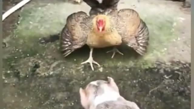 Chicken VS Dog Fight - Funny Dog Fight Videos