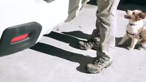 Brown dog tries jumping on top of car and hits himself