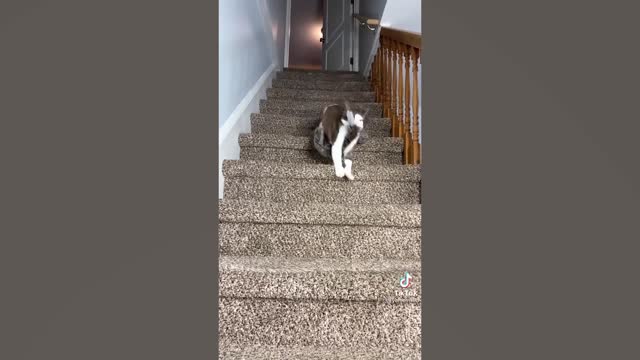 😂 - Funniest Cats And Dogs Video 😺😍