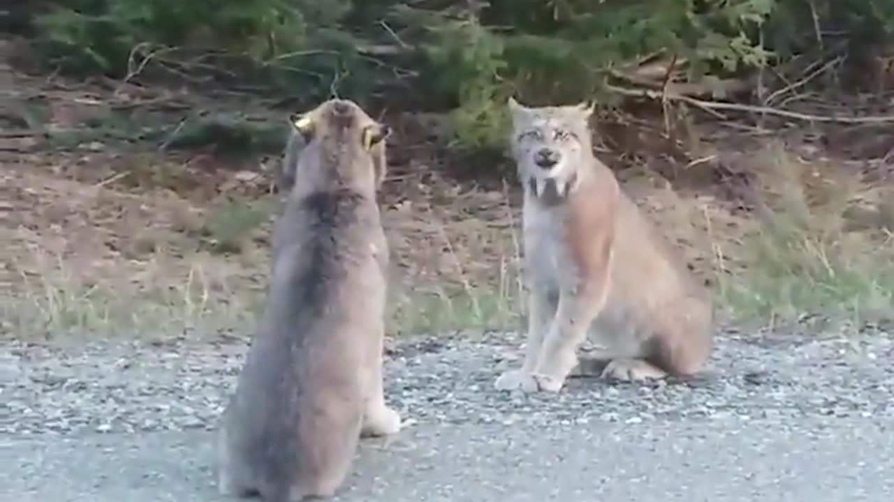 Funny Animals