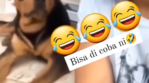 Funny Dog