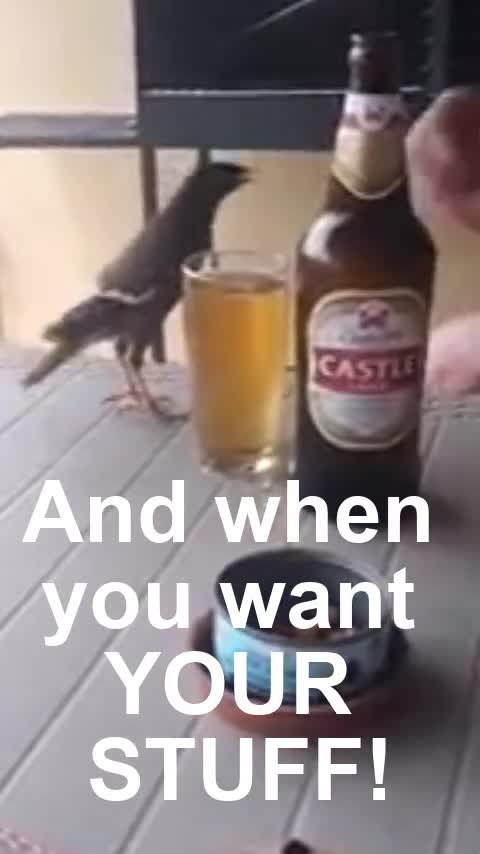 Funny Mynah BEER THIEF!