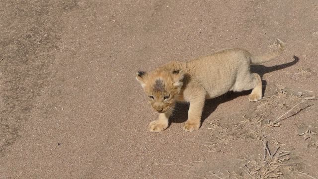 Baby lion cubs chatting with Mom(Adorable Audio)