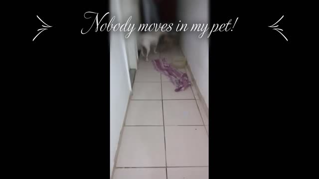 Nobody moves in my pet!