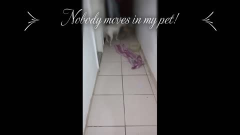 Nobody moves in my pet!