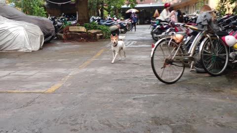 an act of beating my beloved dog friend