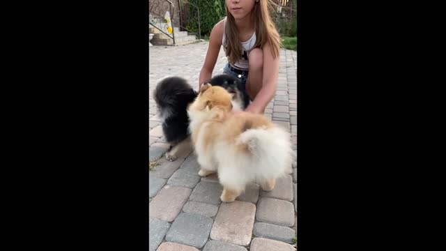 Two cute single Pomeranians, just take them for a walk after taking a bath