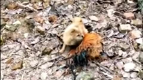 Chicken VS Dog Fight