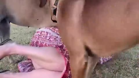 Big Boerboel pinches owner #boerboel #mastiff #shortsbeta #shortsvideo