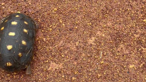 Man Helps a Turtle Cross the Road