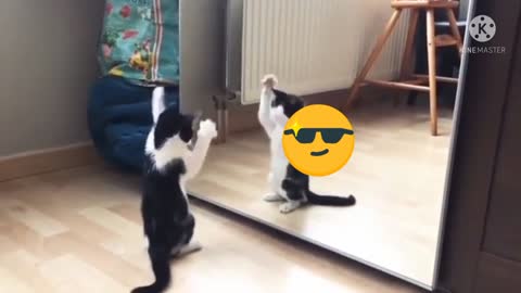 very funny cat video best entertainment