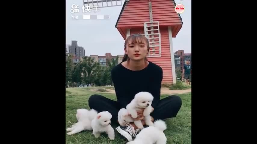 Tik Tok Chó Phốc Sóc Mini 😍 Funny and Cute Pomeranian @02