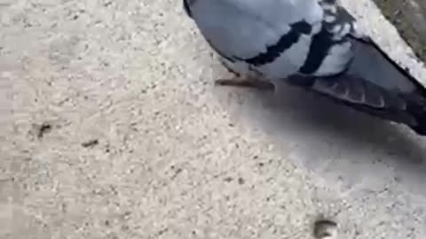 #shorts Following the #pigeon around #calgary Chinatown, #birdsview #birds #birdwatching