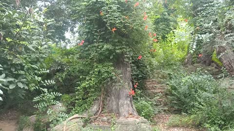 This tree is curious