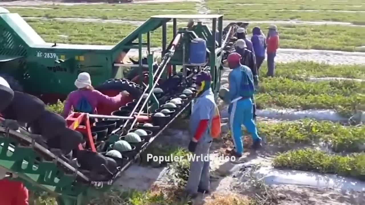 Watermelon production.