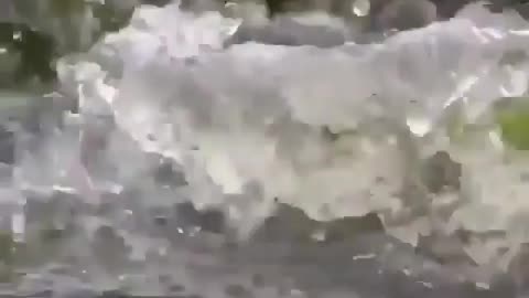 This is a beautiful and charming water-dwelling species