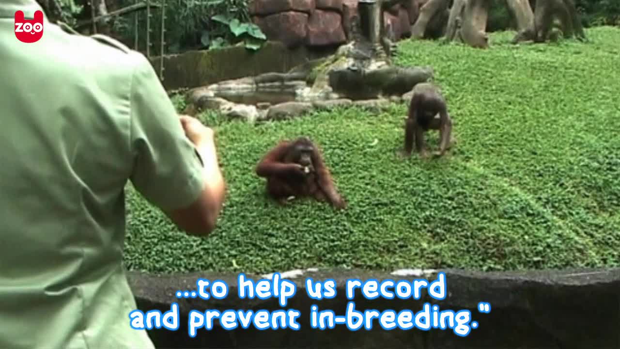 Newborn Baby Orangutan