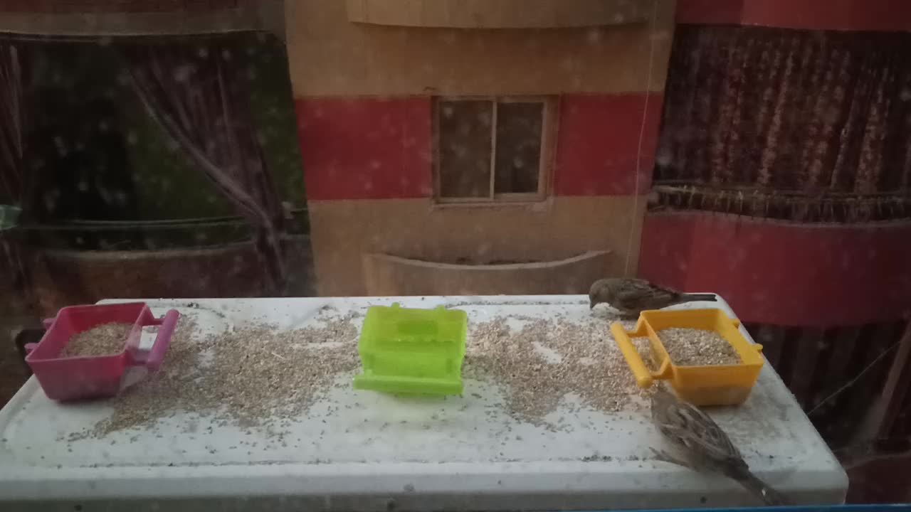 Little bird eating