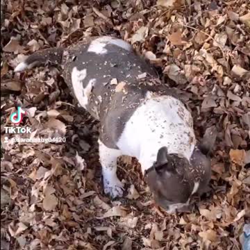 Sugar loves leaves to play in