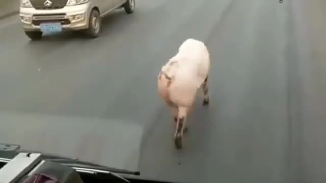 Pig funny walking 😂