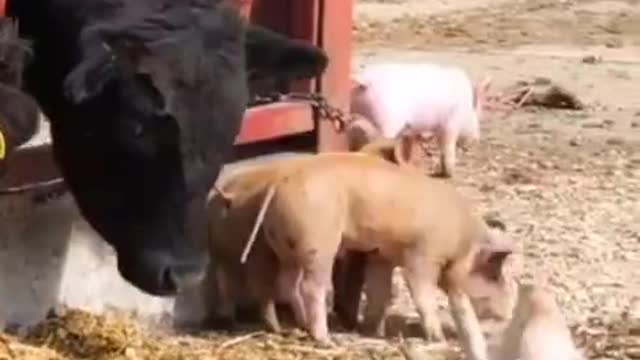funny animals fails