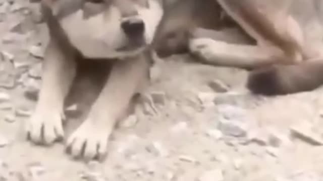 A Duck Giving a Dog Head Massage