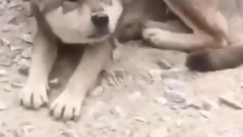 A Duck Giving a Dog Head Massage