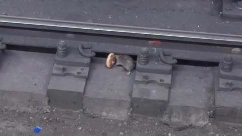 Chivalrous Rat Brings Partner A Donut