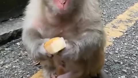 Cute Baby Monkey #001