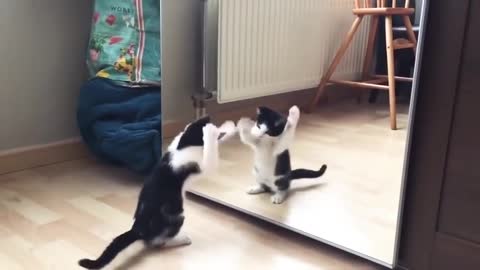 Funny cat and beautiful video