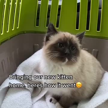 Kitten and Dog playing