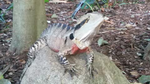 Eastern Water Dragon On Rock