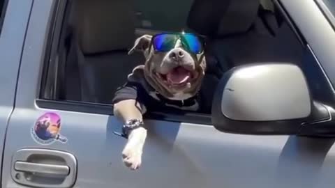 This cool 😎 Bulldog is breaking the internet.