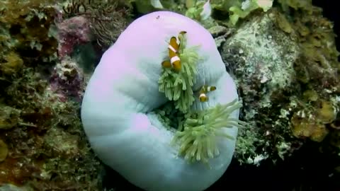 Mom and Baby Nemo fish [For video bacground - No Copyright
