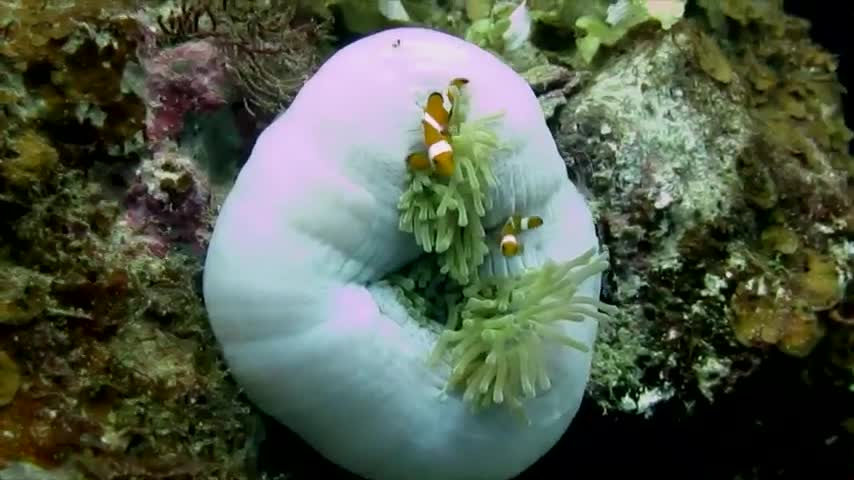 Mom and Baby Nemo fish [For video bacground - No Copyright