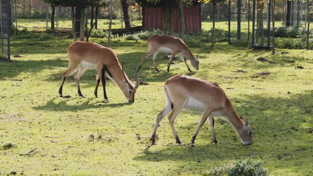 Deers in the park