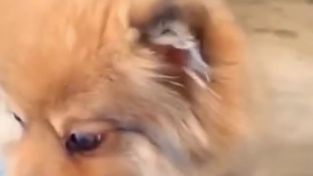 Drone VS cat ... Who will win :)
