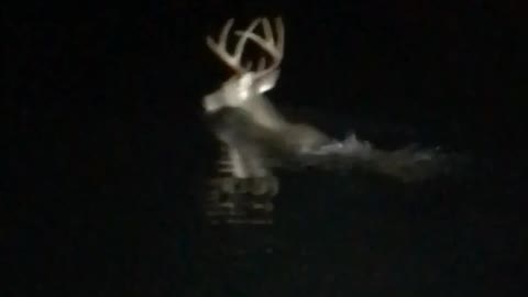 Deer swimming in the dark