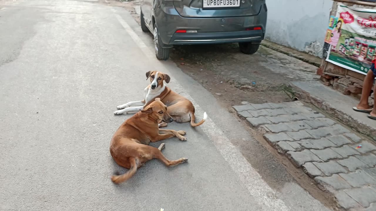 Street Dog Standing on the road