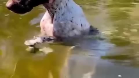 Funny Dogs And Cats Videos 2023 😅 - Best Funniest Animal Videos