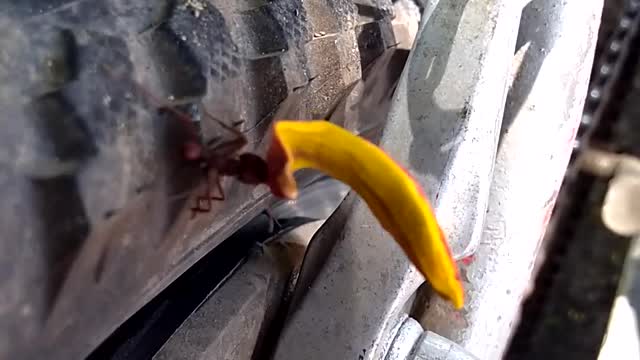 The ant power