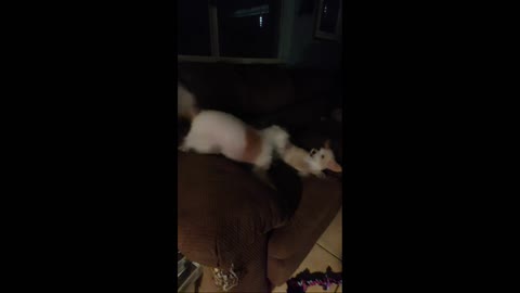 Play time with my dogs